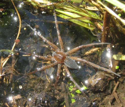 Réf. 342 381 : Dolomedes plantarius